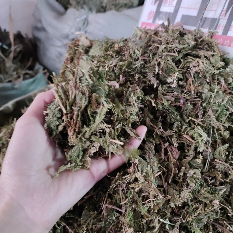 批发石上柏