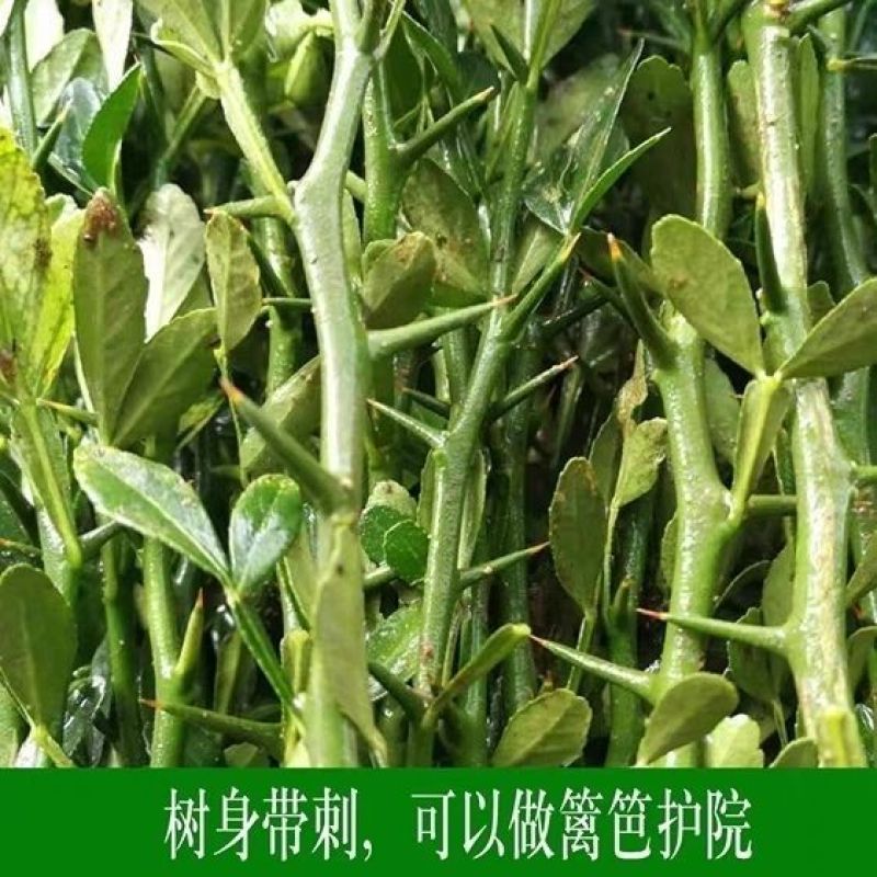 围墙种子铁篱笆种子刺树种子荆棘种子带刺树种子带刺树