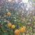 围墙种子铁篱笆种子刺树种子荆棘种子带刺树种子带刺树