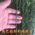 围墙种子铁篱笆种子刺树种子荆棘种子带刺树种子带刺树