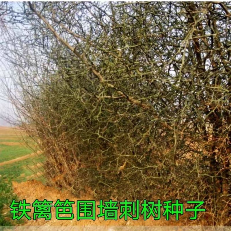 围墙种子铁篱笆种子刺树种子荆棘种子带刺树种子带刺树