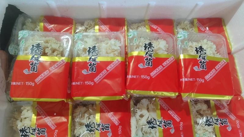 绣球菌人工种植，品质保证，一手货源，欢迎大家来电咨询