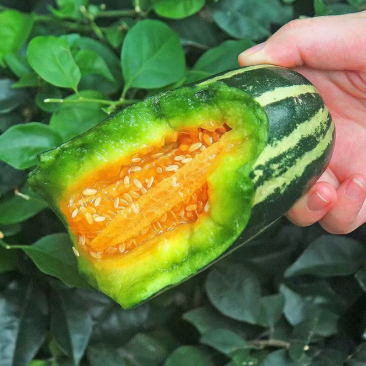精品推荐博洋甜瓜苗🍈基地直发保成活率死苗补发