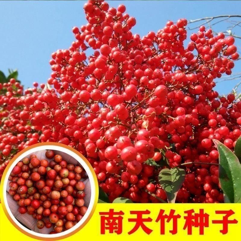 南天竹种子火焰红天竹种子火焰南天竹种子兰天竹种子红天竹种