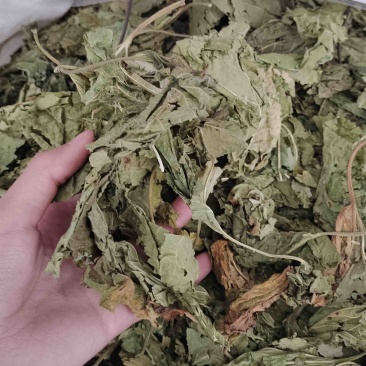 批发桑叶