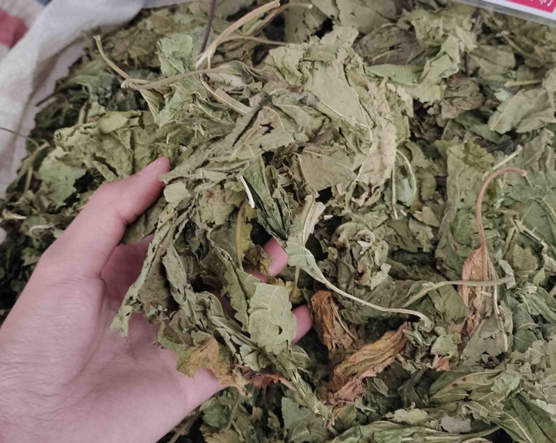 批发桑叶