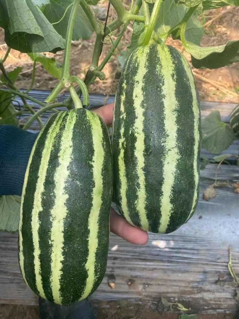 精品推荐博洋甜瓜苗🍈基地直发保成活率死苗补发