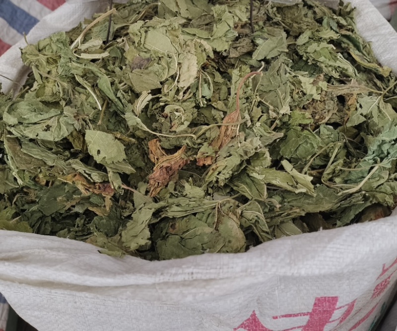 批发桑叶