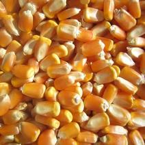 大量供应贵州威宁本地黄玉米粒，干玉米粒。
