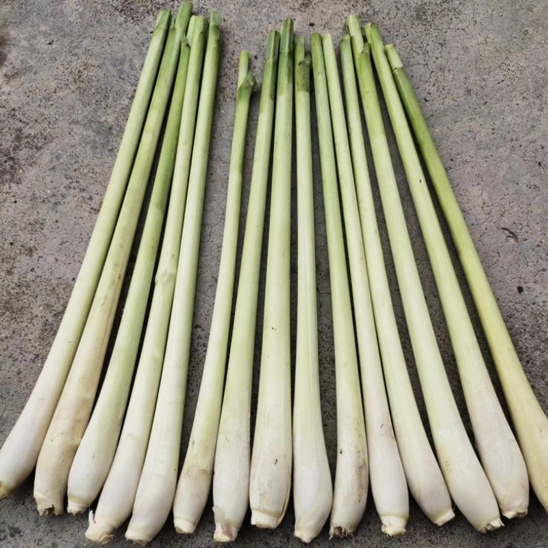 【热卖】精品香茅柠檬香茅产地直供保质保量可视频看货