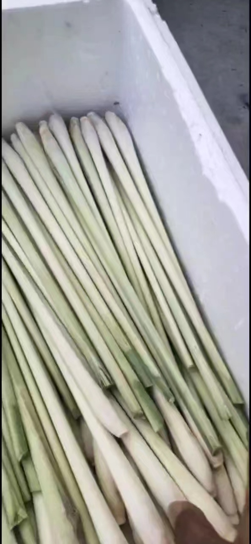 【热卖】精品香茅柠檬香茅产地直供保质保量可视频看货