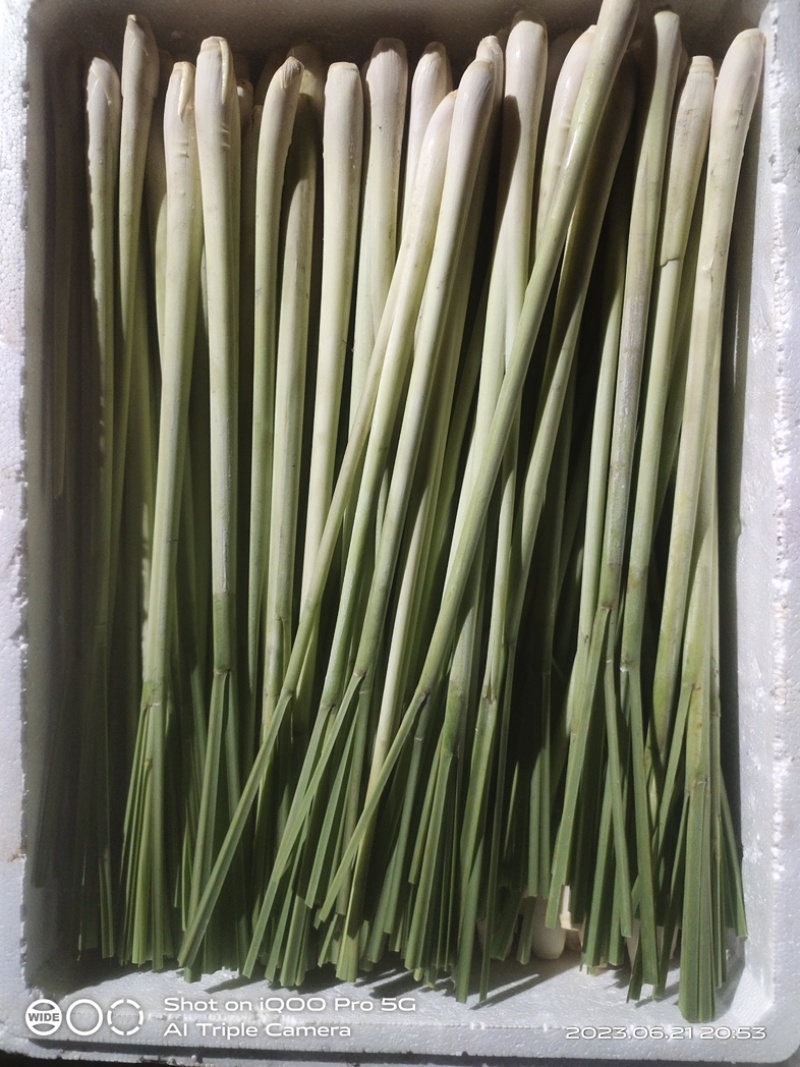【热卖】精品香茅柠檬香茅产地直供保质保量可视频看货