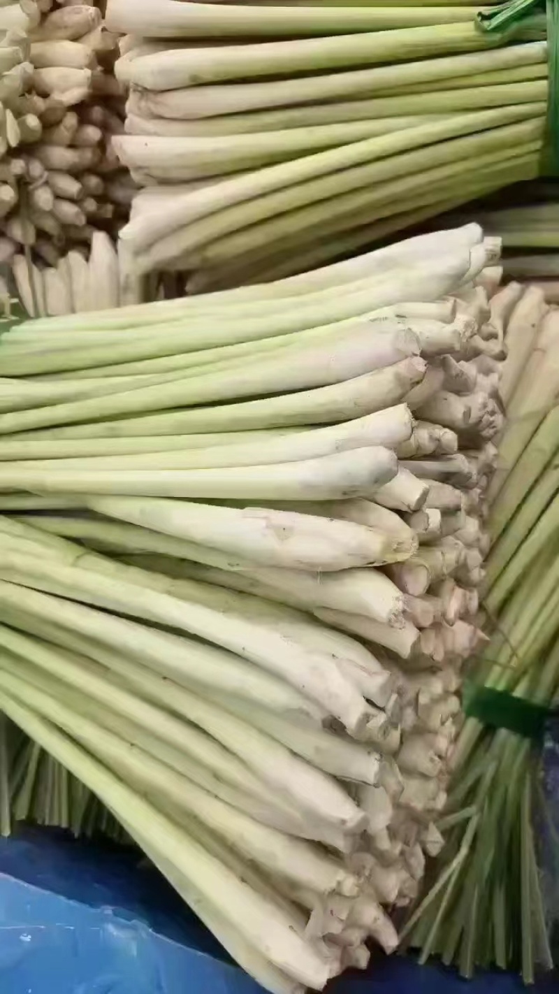 【热卖】精品香茅柠檬香茅产地直供保质保量可视频看货