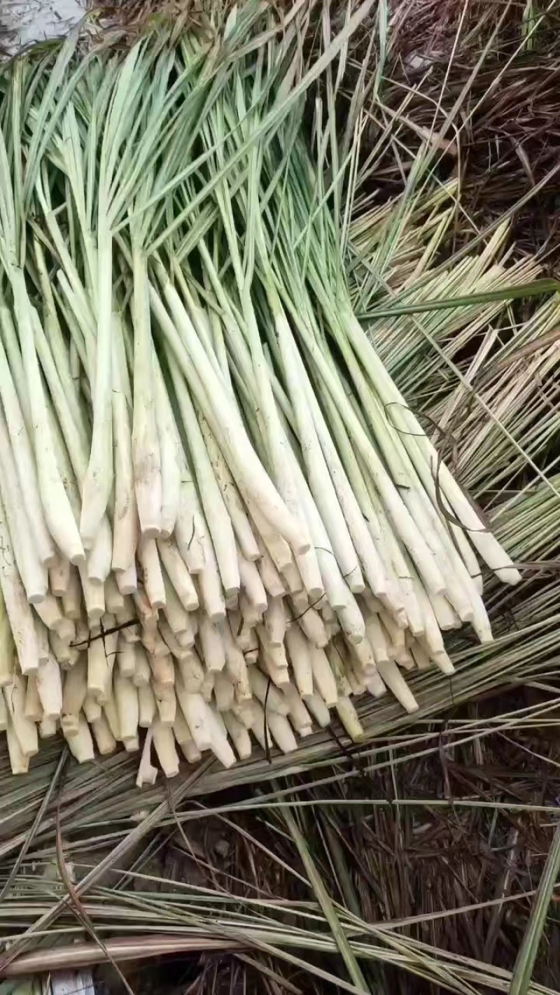 【热卖】精品香茅柠檬香茅产地直供保质保量可视频看货