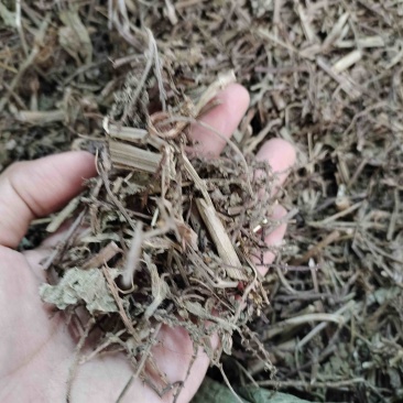 批发马鞭草