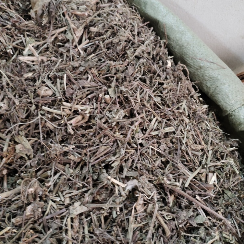 批发马鞭草