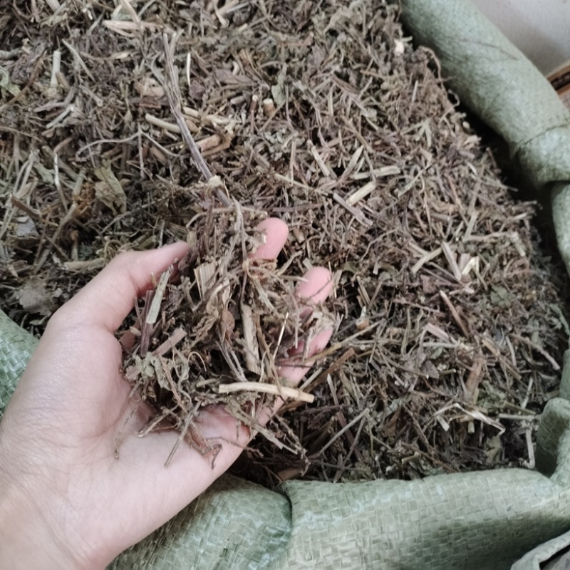 批发马鞭草