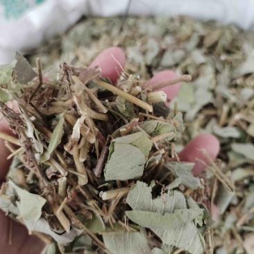 批发金钱草