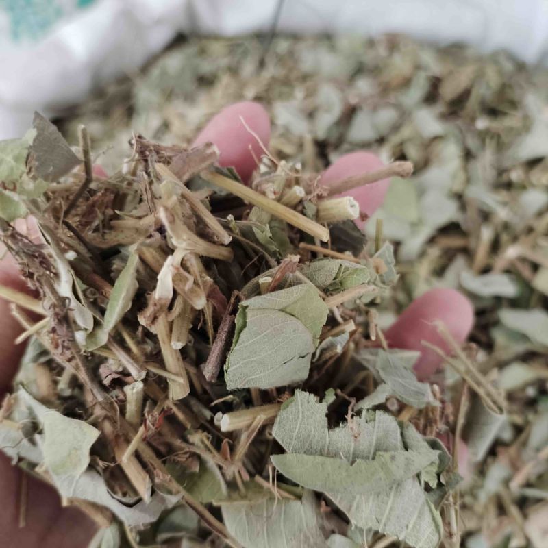 批发金钱草