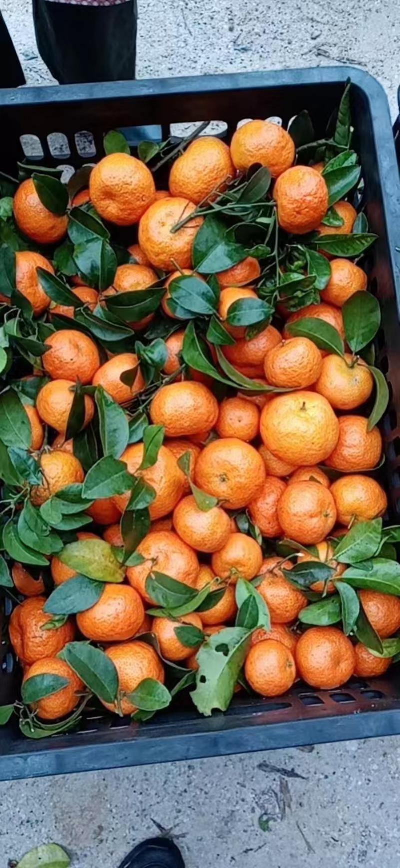 【好货】广西砂糖橘一件代发十斤装产地直发可对接商超市场