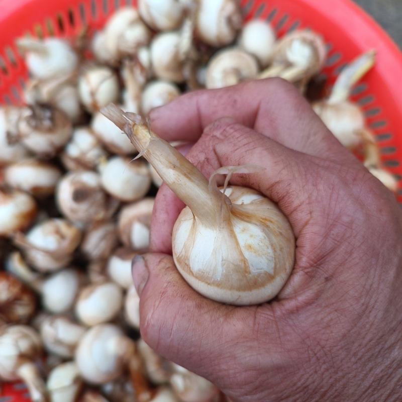 塘菇，茨菇产地直销，对接全国市场批发商商超