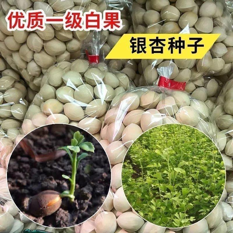 银杏种子白果种子庭院园林绿化苗木行道树金叶银杏种籽南北