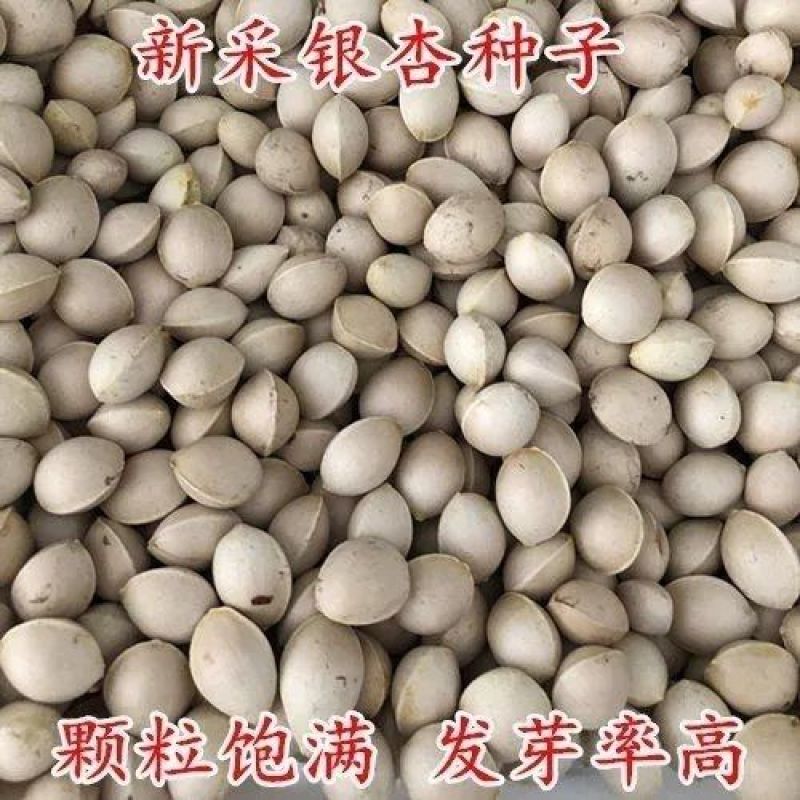 银杏种子白果种子庭院园林绿化苗木行道树金叶银杏种籽南北