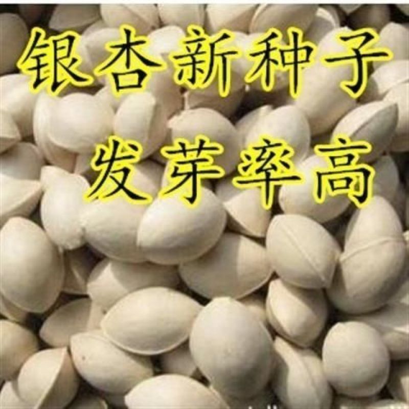银杏种子白果种子庭院园林绿化苗木行道树金叶银杏种籽南北