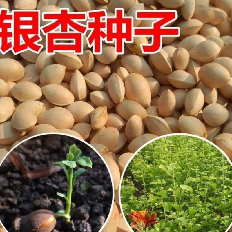 银杏种子白果种子庭院园林绿化苗木行道树金叶银杏种籽南北