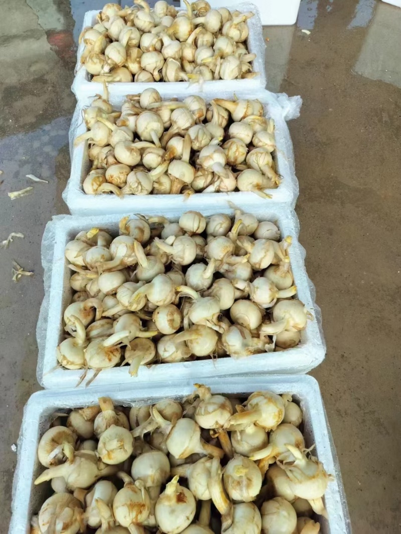塘菇，茨菇产地直销，对接全国市场批发商商超