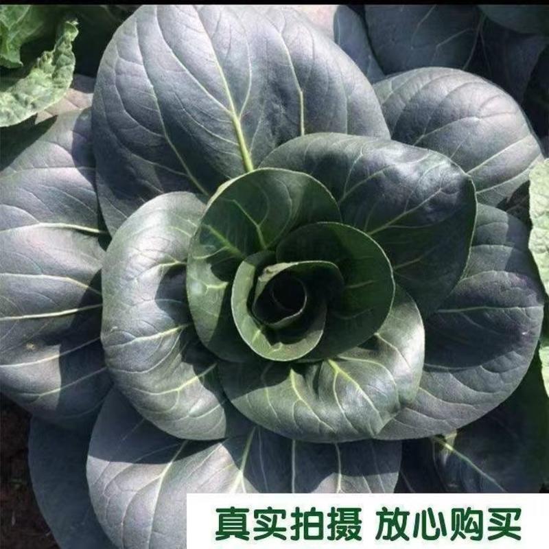 黑叶苏州青七月慢青菜种子耐寒耐抽苔菜正宗春秋冬青梗菜蔬菜