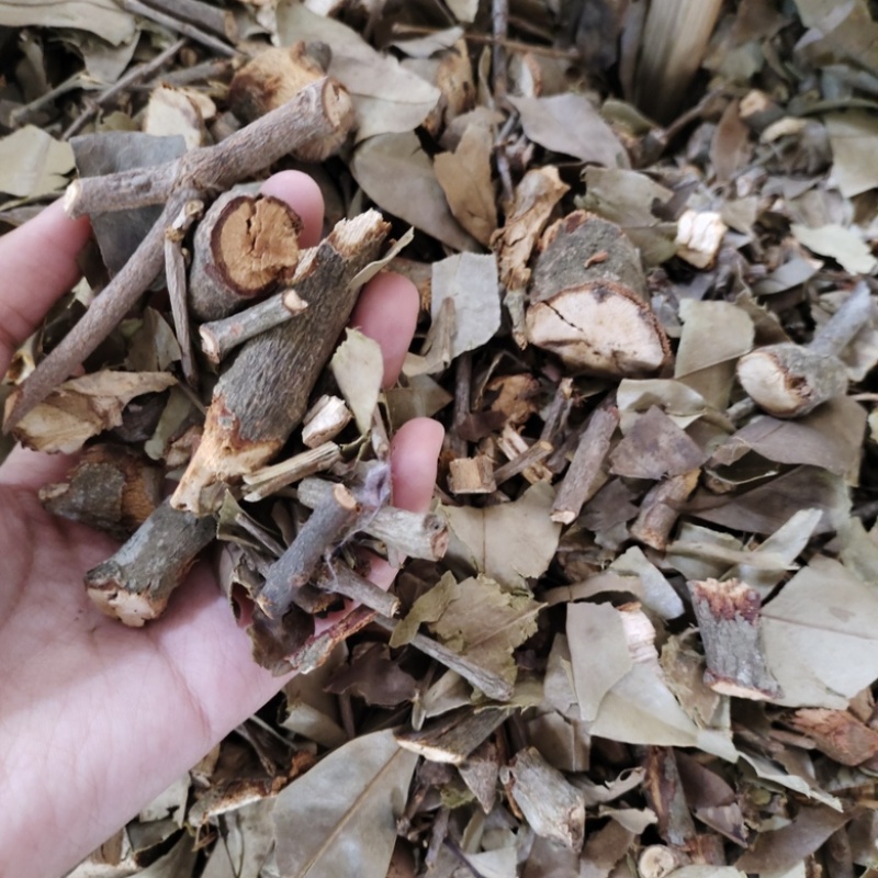 批发黄皮寄生