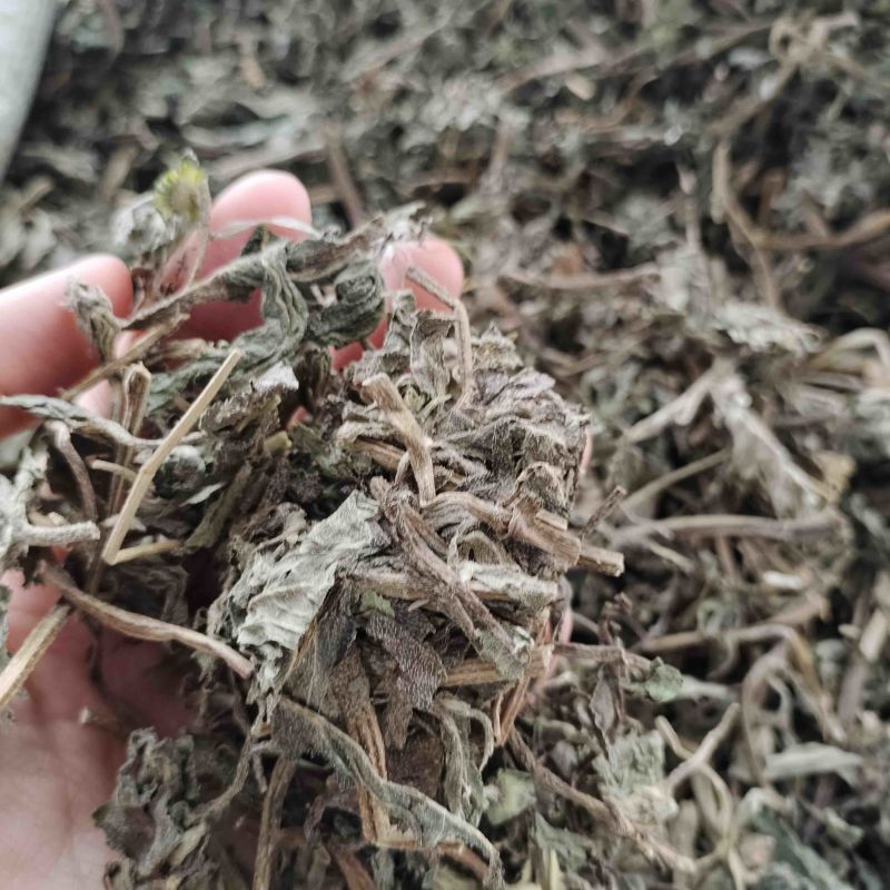 批发旱莲草