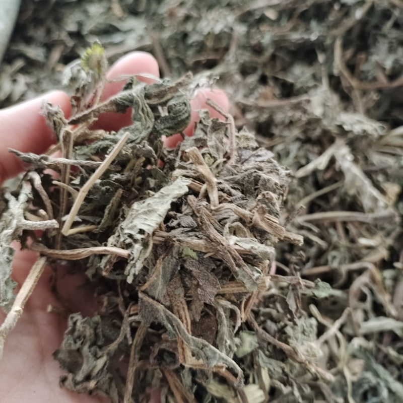 批发旱莲草