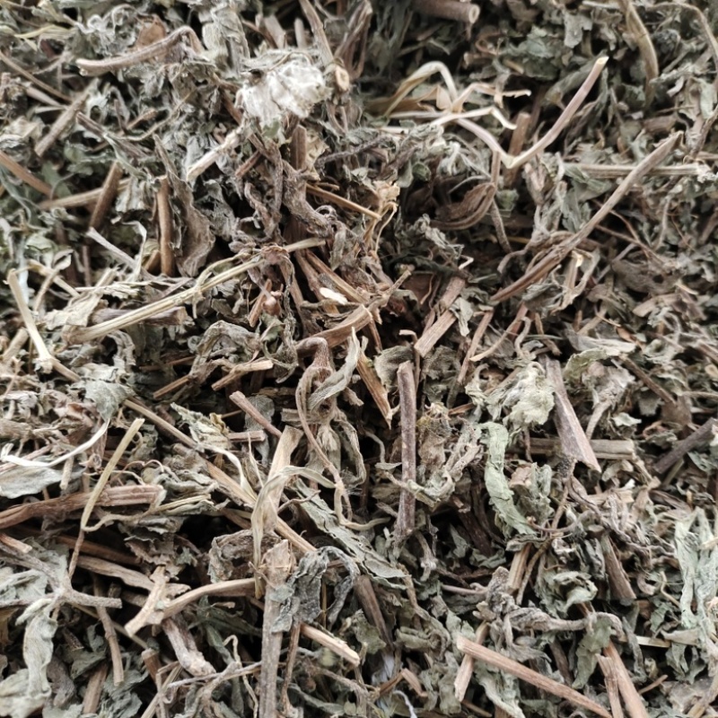 批发旱莲草