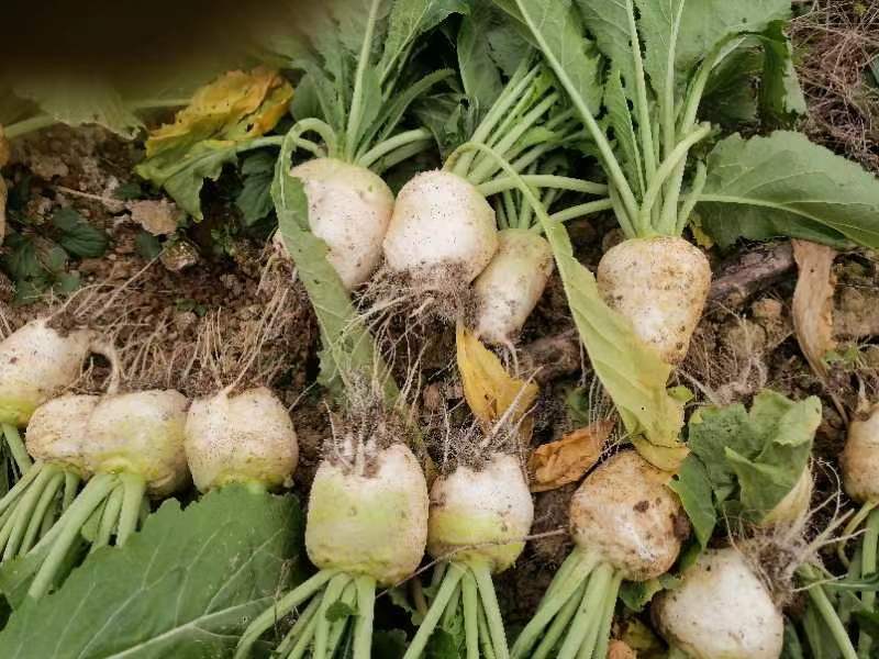 大头菜