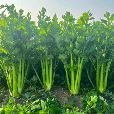 【精品西芹】寿光西芹榨汁水果西芹叶芹菜现割蔬菜量大发货