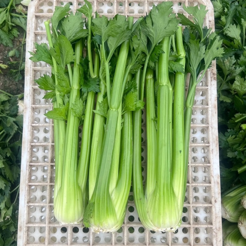 【精品西芹】寿光西芹榨汁水果西芹叶芹菜现割蔬菜量大发货