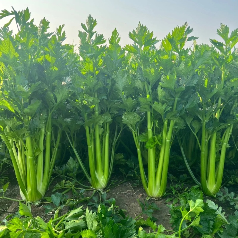 【精品西芹】寿光西芹榨汁水果西芹叶芹菜现割蔬菜量大发货
