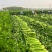 【精品西芹】寿光西芹榨汁水果西芹叶芹菜现割蔬菜量大发货