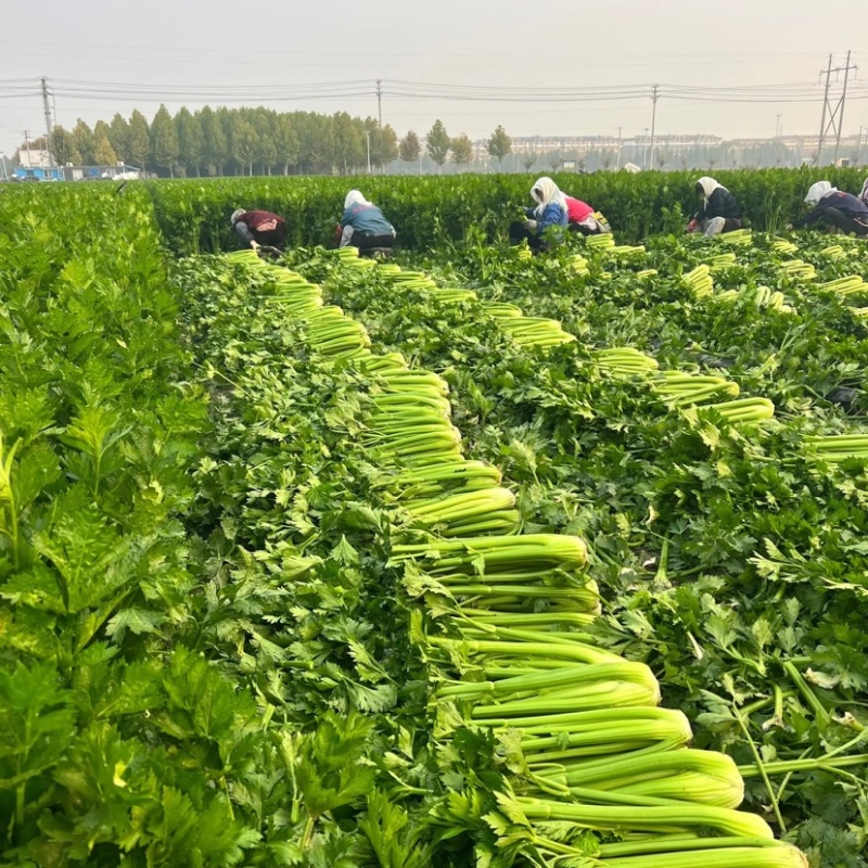 【精品西芹】寿光西芹榨汁水果西芹叶芹菜现割蔬菜量大发货