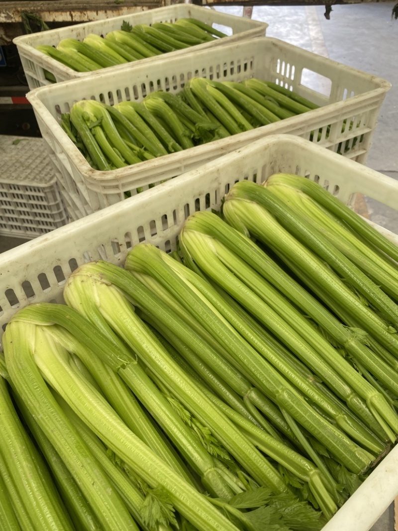 【精品西芹】寿光西芹榨汁水果西芹叶芹菜现割蔬菜量大发货