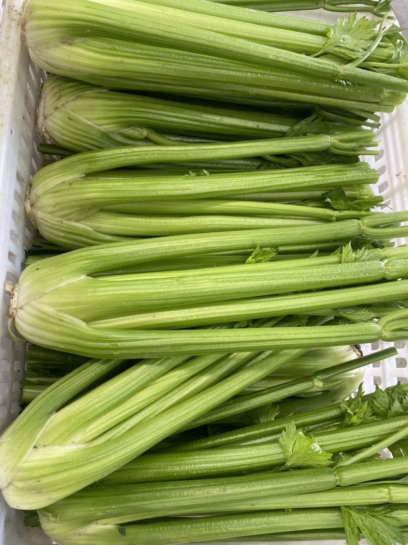 【精品西芹】寿光西芹榨汁水果西芹叶芹菜现割蔬菜量大发货