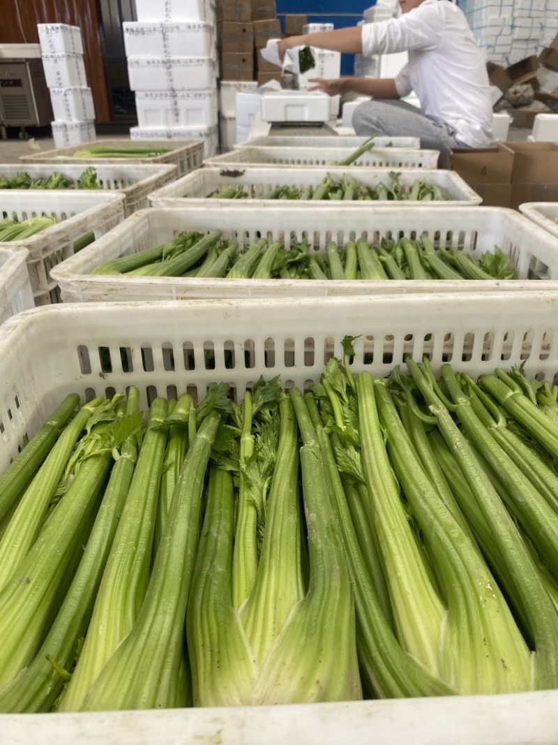 【精品西芹】寿光西芹榨汁水果西芹叶芹菜现割蔬菜量大发货