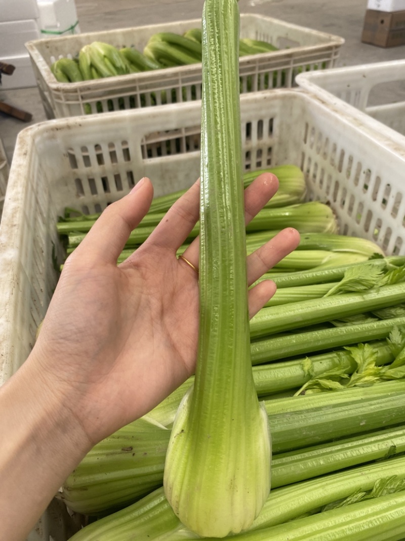 【精品西芹】寿光西芹榨汁水果西芹叶芹菜现割蔬菜量大发货