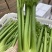 【精品西芹】寿光西芹榨汁水果西芹叶芹菜现割蔬菜量大发货