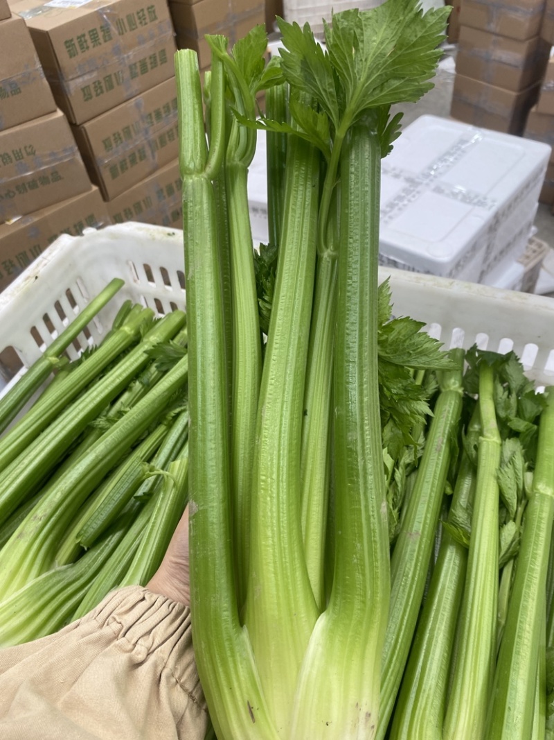 【精品西芹】寿光西芹榨汁水果西芹叶芹菜现割蔬菜量大发货