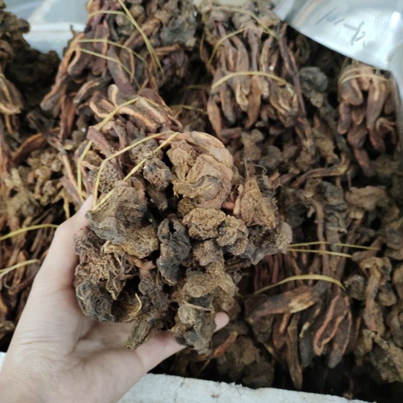 批发草苁蓉不老草