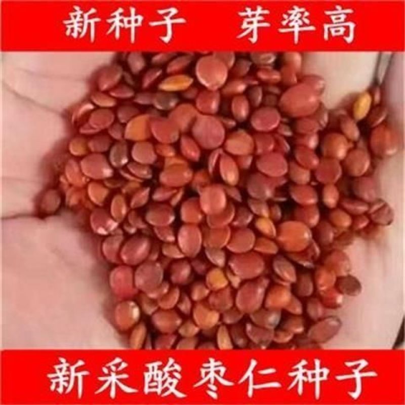 新采酸枣种子净籽南酸枣仁种子酸枣核种子枣子种子枣
