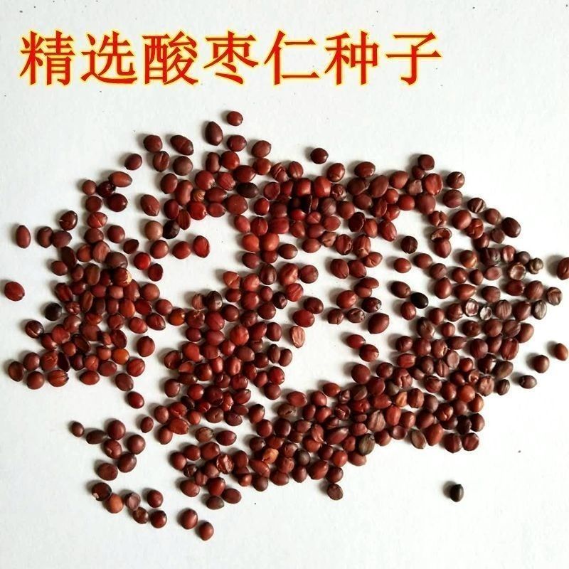 新采酸枣种子净籽南酸枣仁种子酸枣核种子枣子种子枣